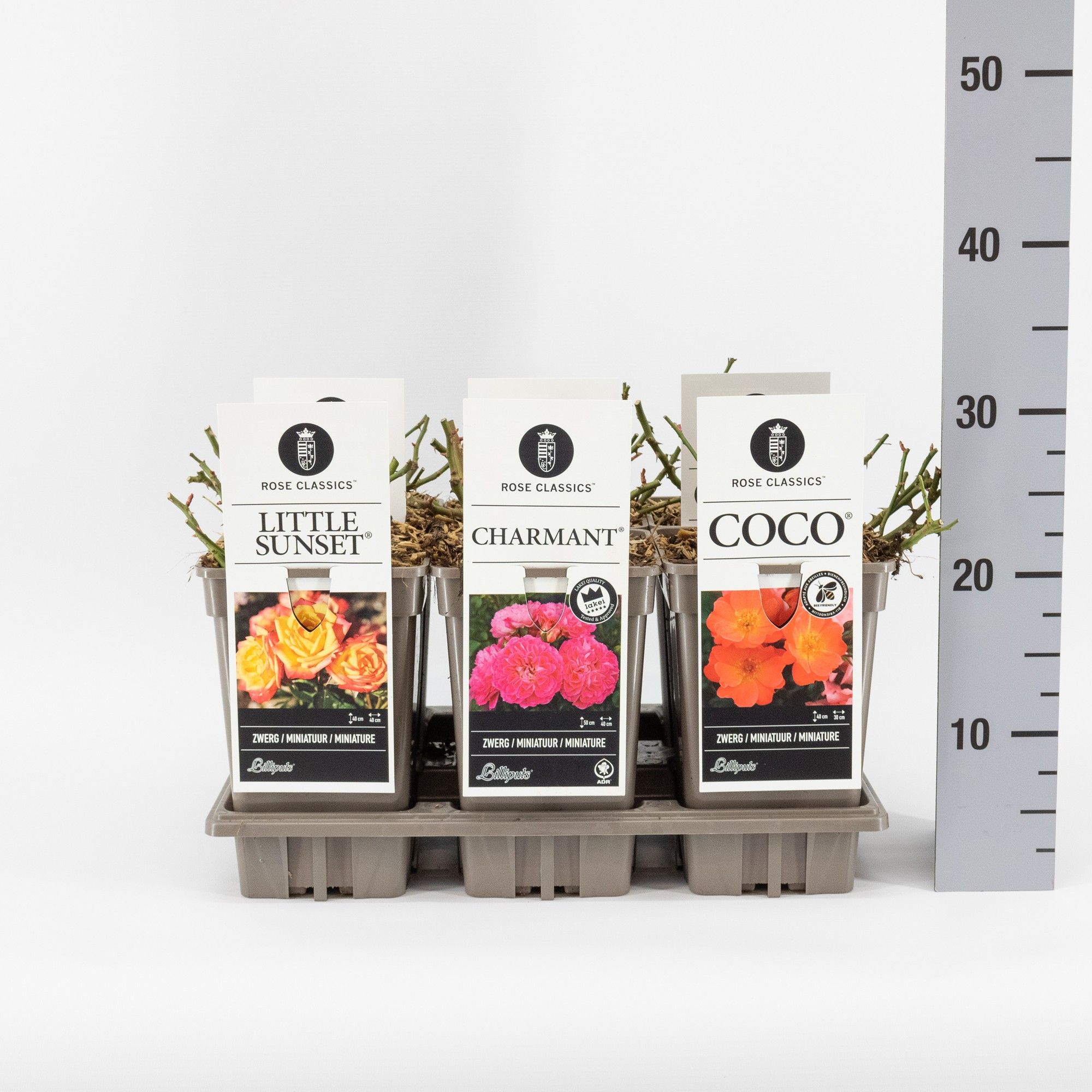 Rose Classics miniatuur (M) mix, C3, D 17