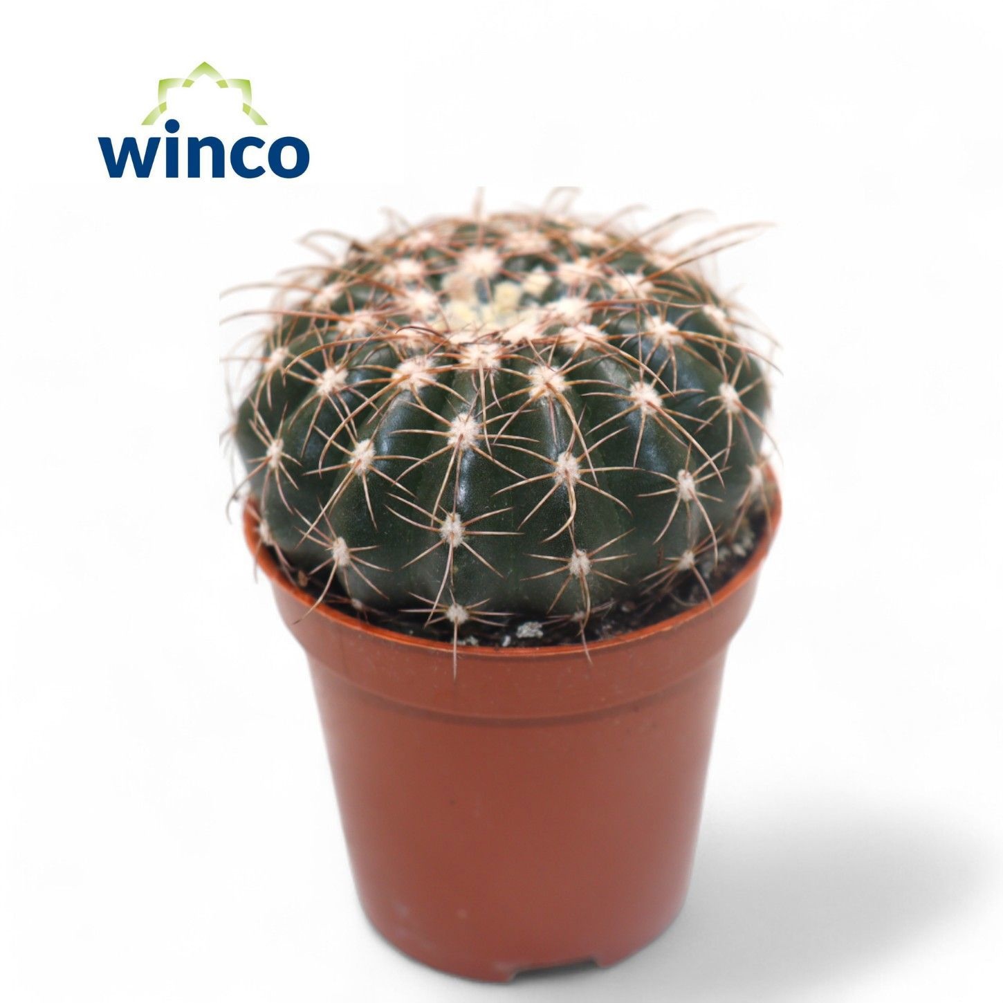 Notocactus Uebelmaniana, D 5,5