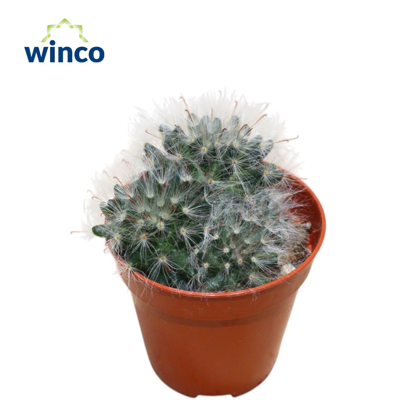 Mammillaria Bocasana, D 5,5