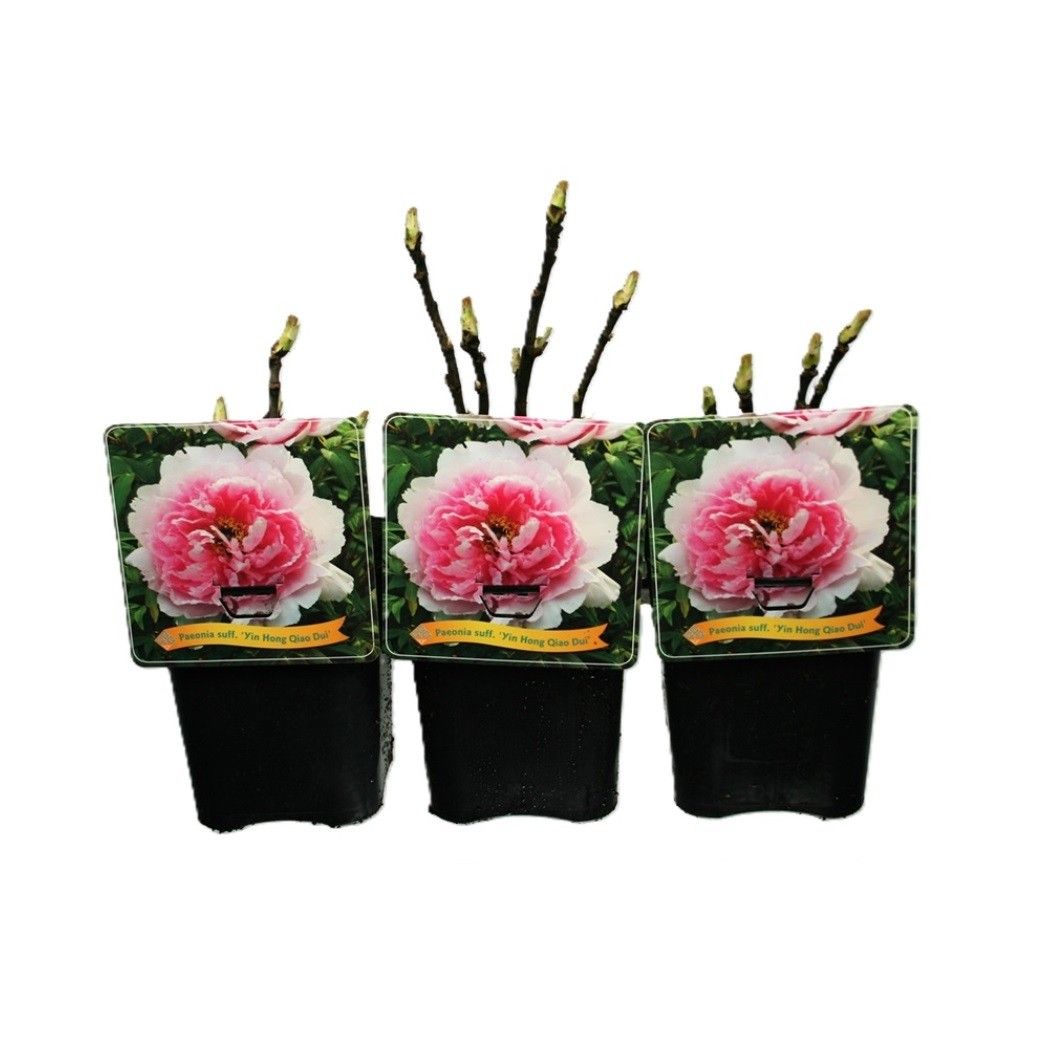 Paeonia Suffruticosa 'Yin Hong Qiao Dui' C5, D 21