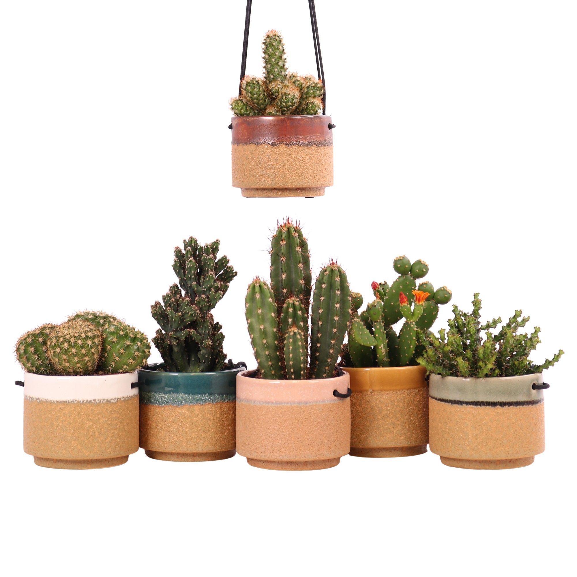 Cactus mix 10,5 cm in Kota Cina hangpot, D 12 cm