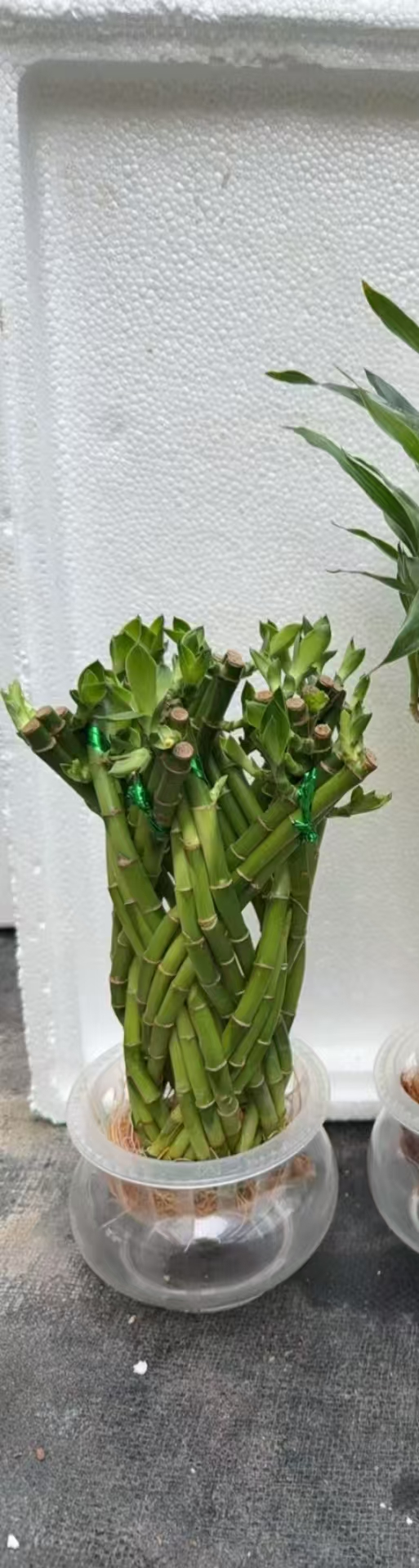 Драцена Сандериана Гидропоник Драгон Оне 18 37