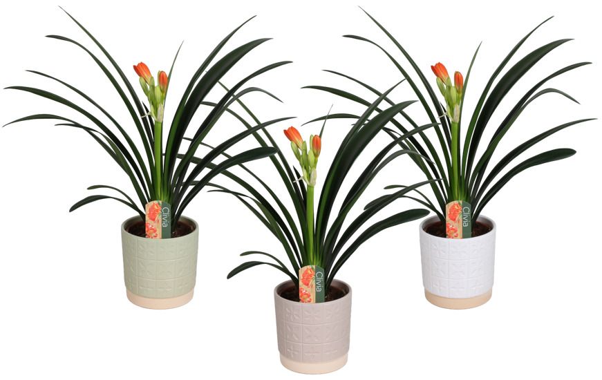 Clivia miniata in Julia keramiek, D 15 cm