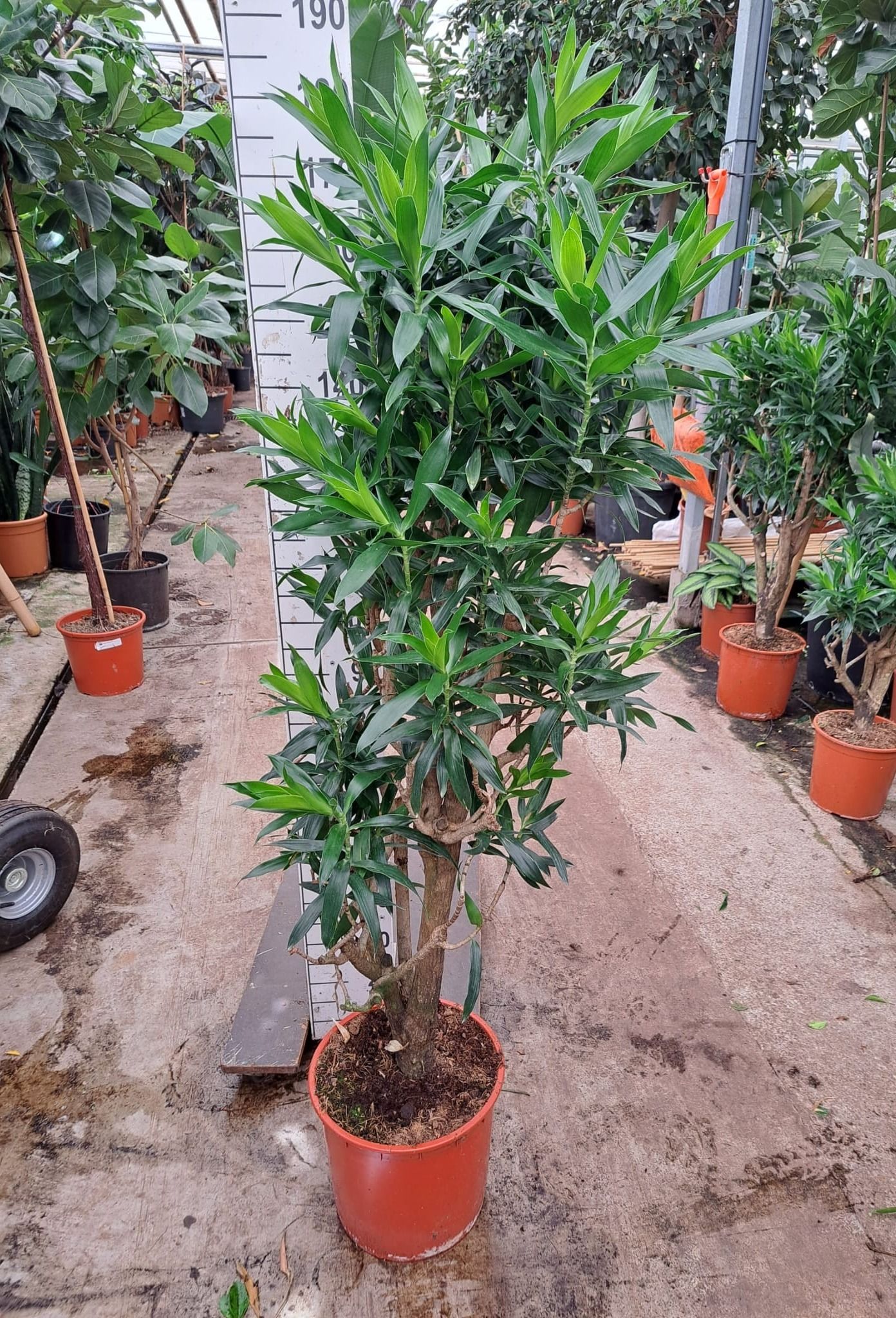 Dracaena Reflexa Pleomele 170, D 35
