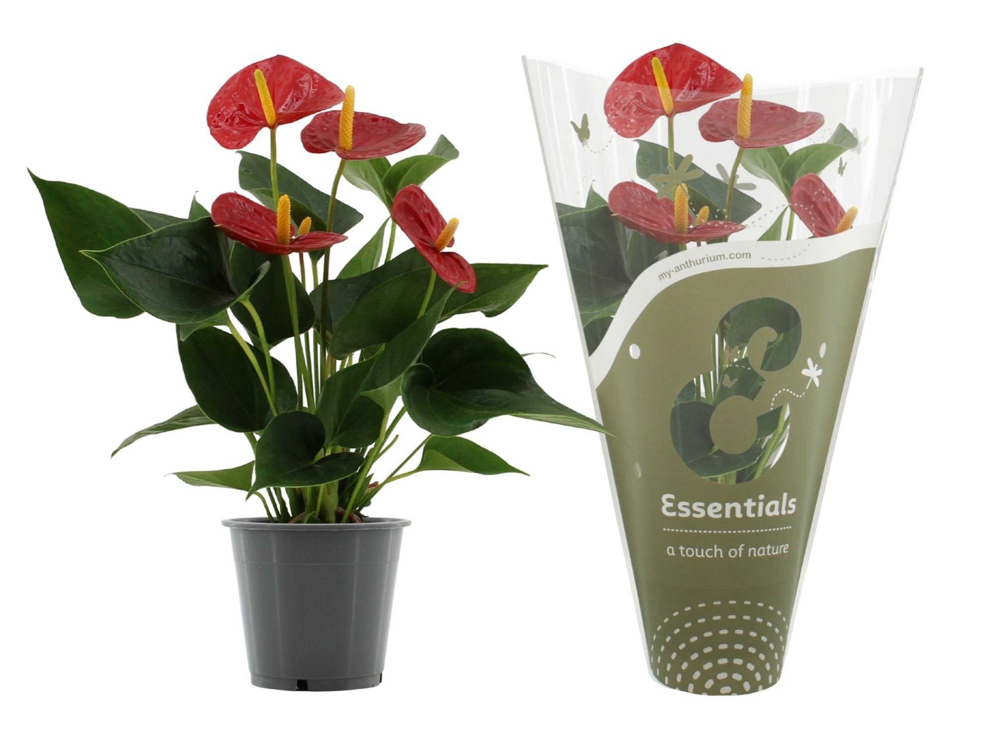 Anthurium 12 cm Success Red in Essentials sleeve, D 12