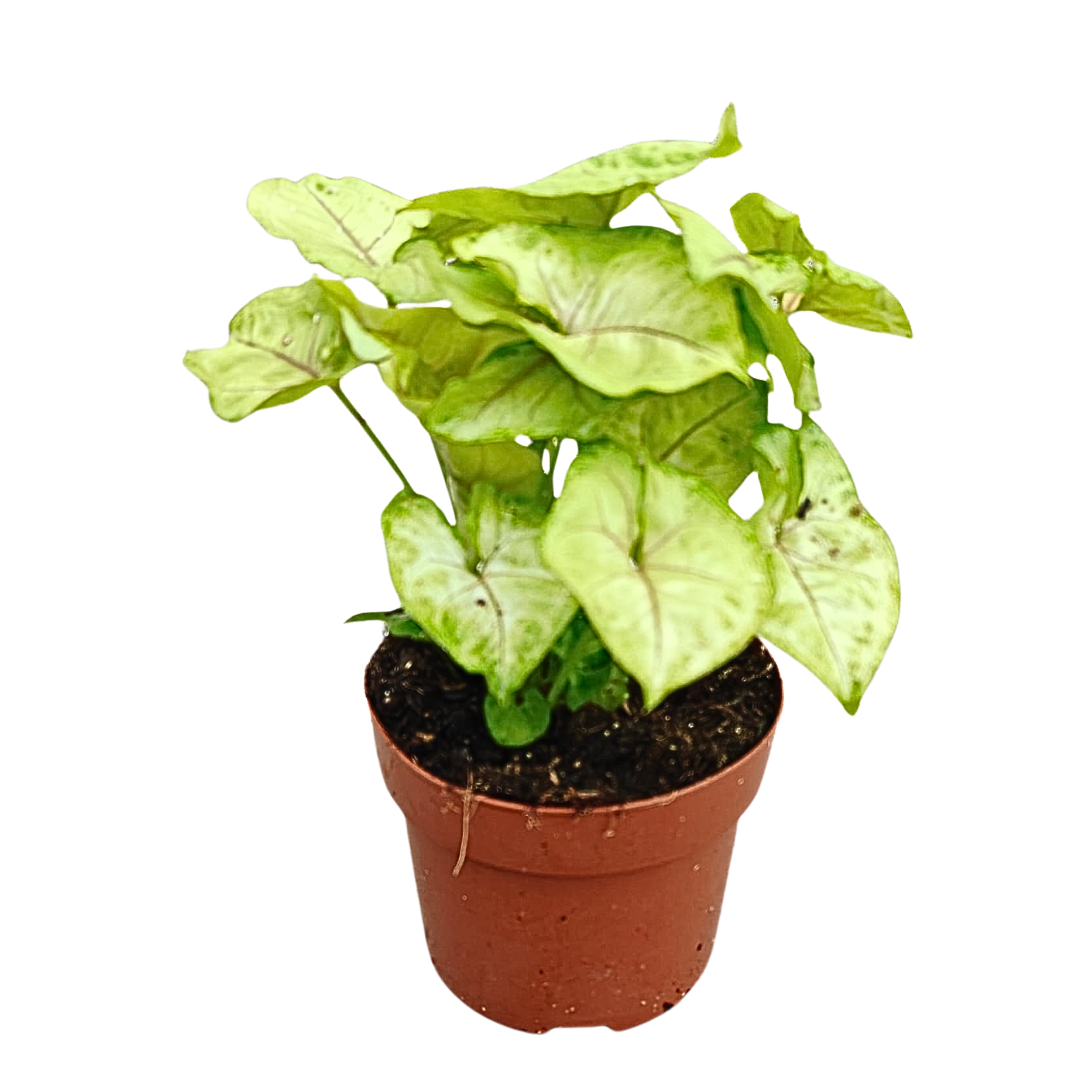 Syngonium 'Golden' 12cm, D 12