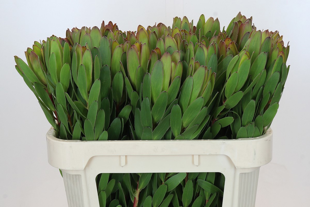 Леукадендрон Сафари Голдстрайк 70, шт.