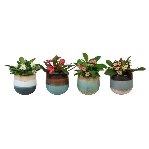 L 67011 With Euphorbia Milii 6 cm, D 6 cm