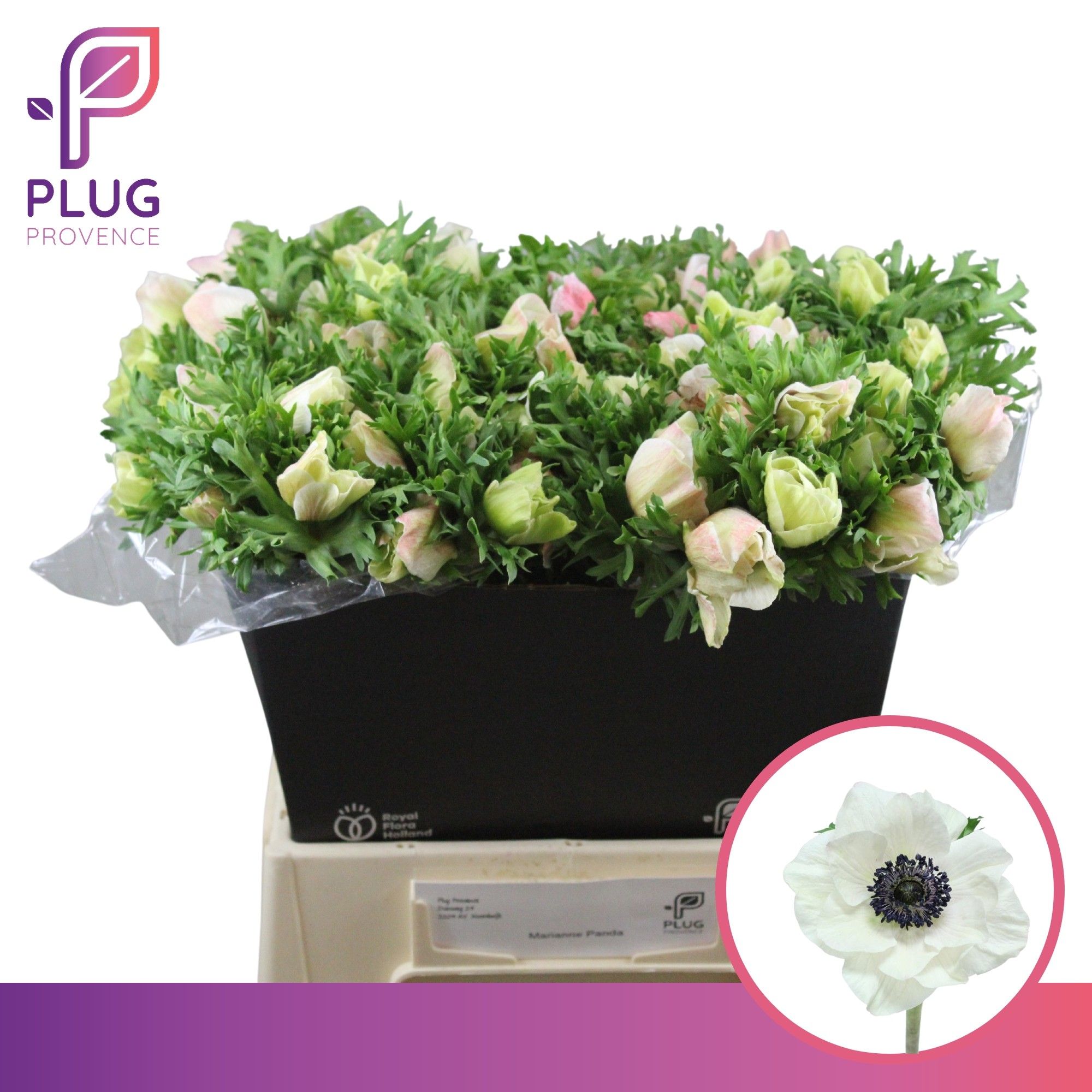 Анемон Мариане Панда 45 (бел.), шт.