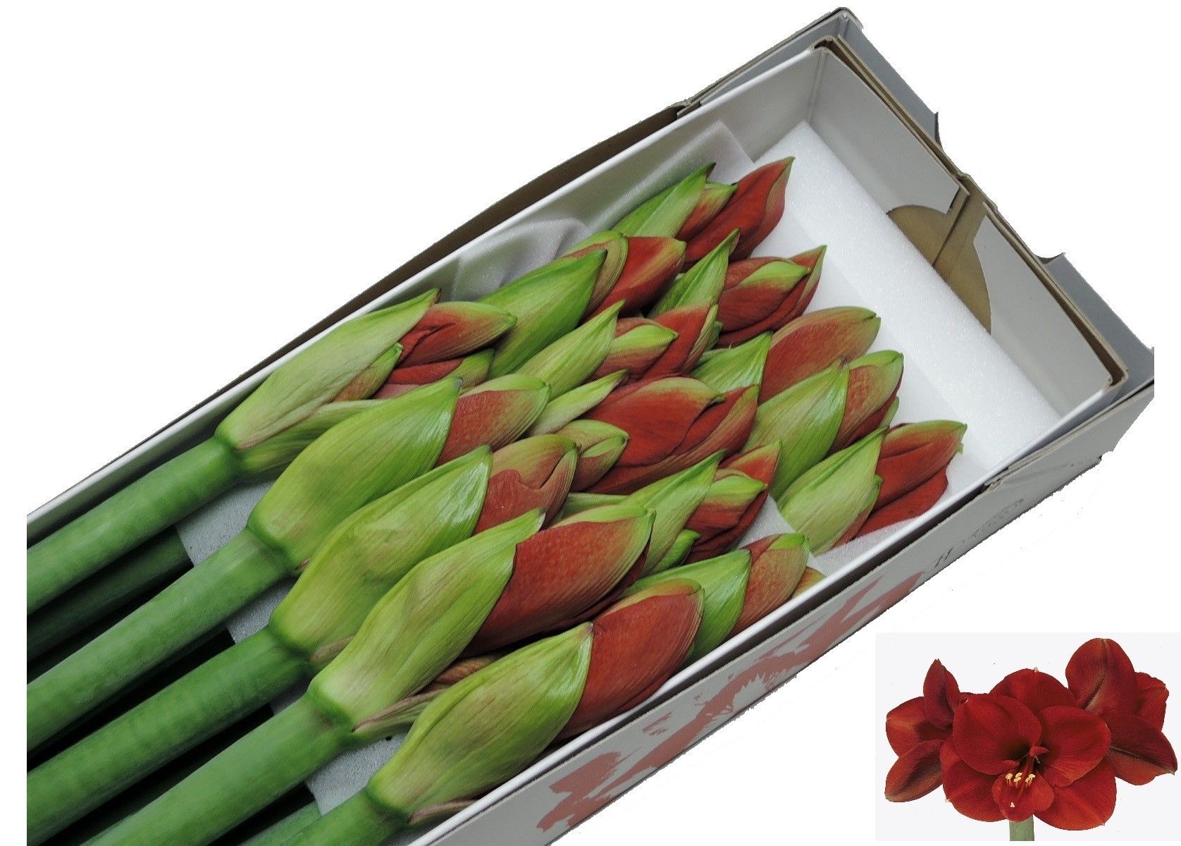 Амарилис Феррари (красн.) x15, шт.