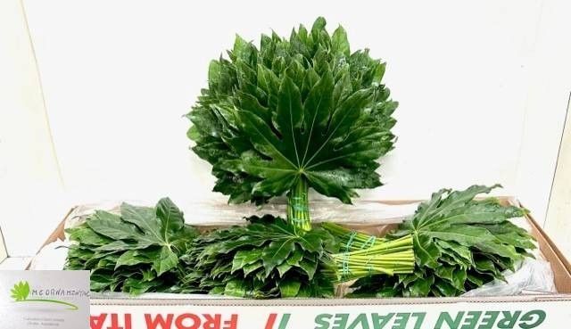 Аралия Японика (лист) 40, шт.