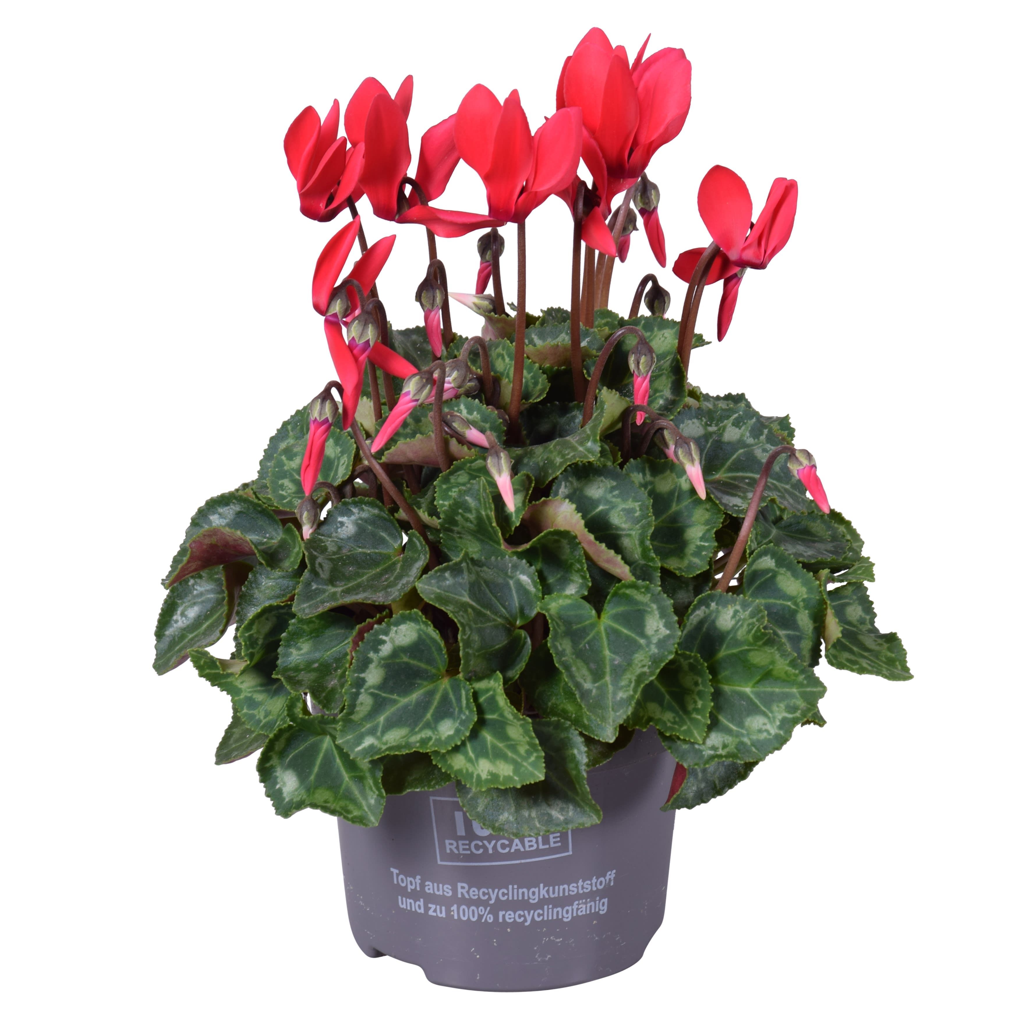 Cyclaam mini rood, D 10,5