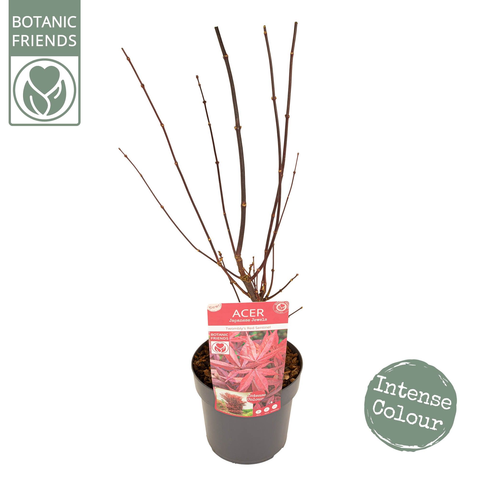 Acer palm. 'Twombly's Red Sentinel' ® PREMIUM, D 19