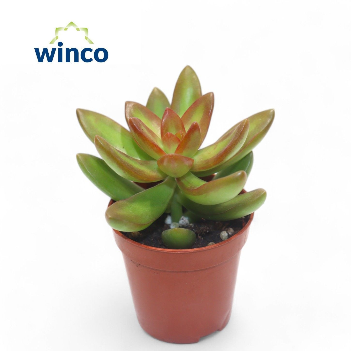 Sedum Adolphi, D 5,5