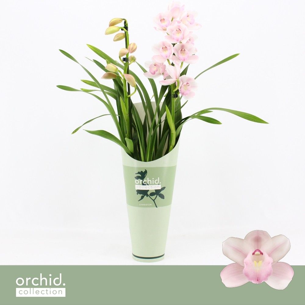Cymbidium, Pink Bell 2-spike 'Orchid Collection' Potcover, D 12