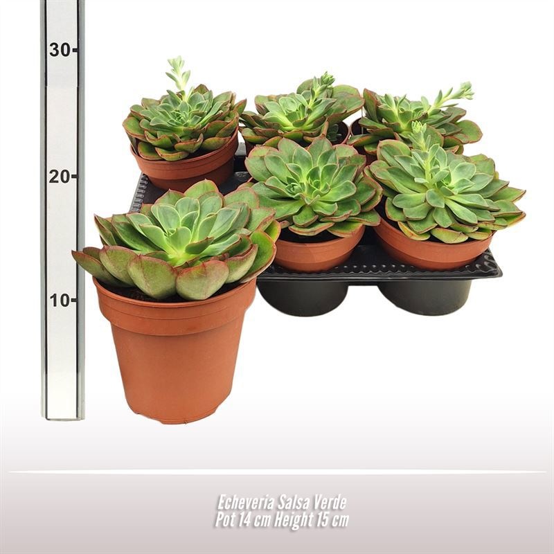 Echeveria Salsa Verde, D 14