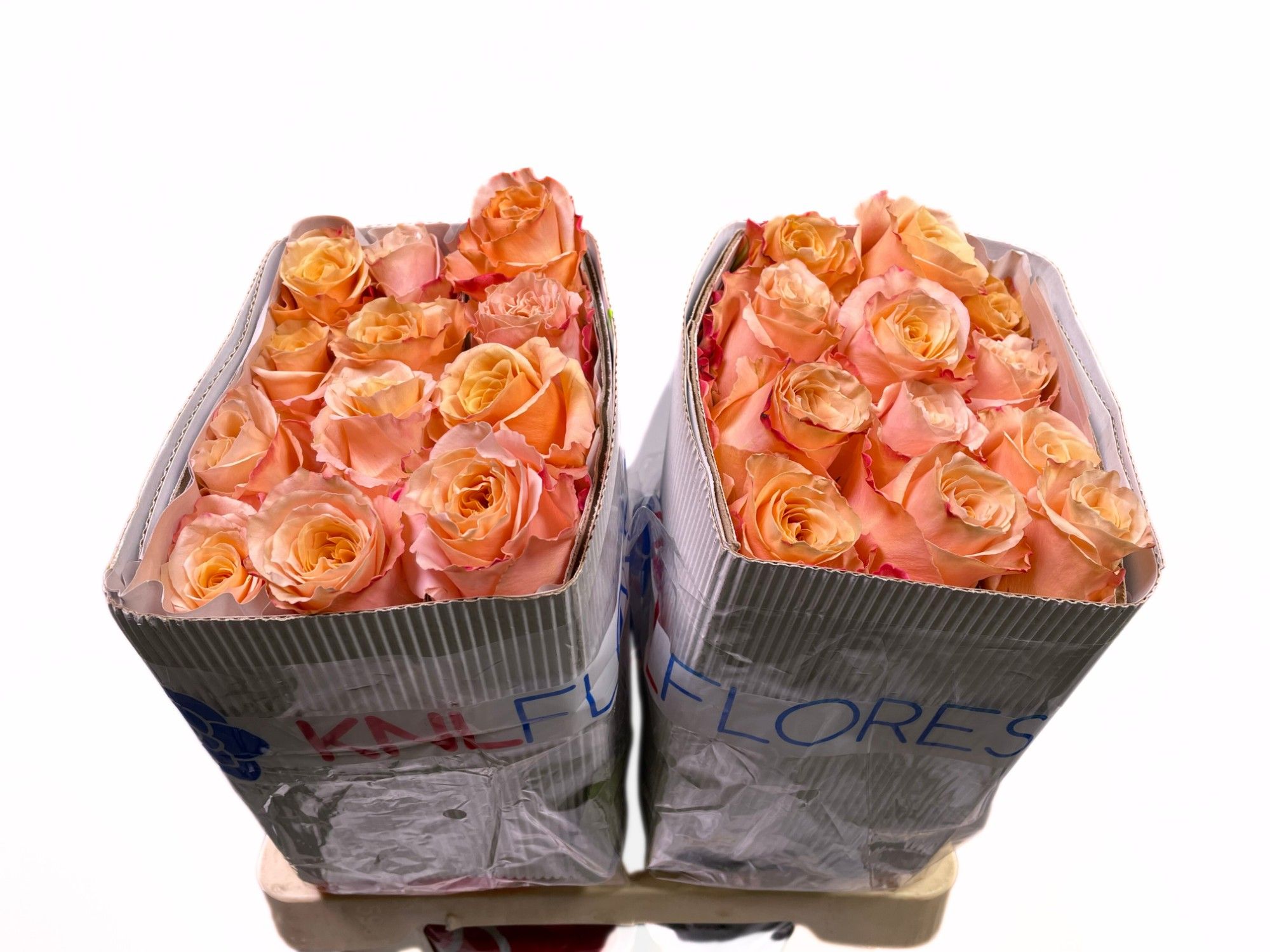 Роза од. Шиммер 60 (светло-роз.), шт.