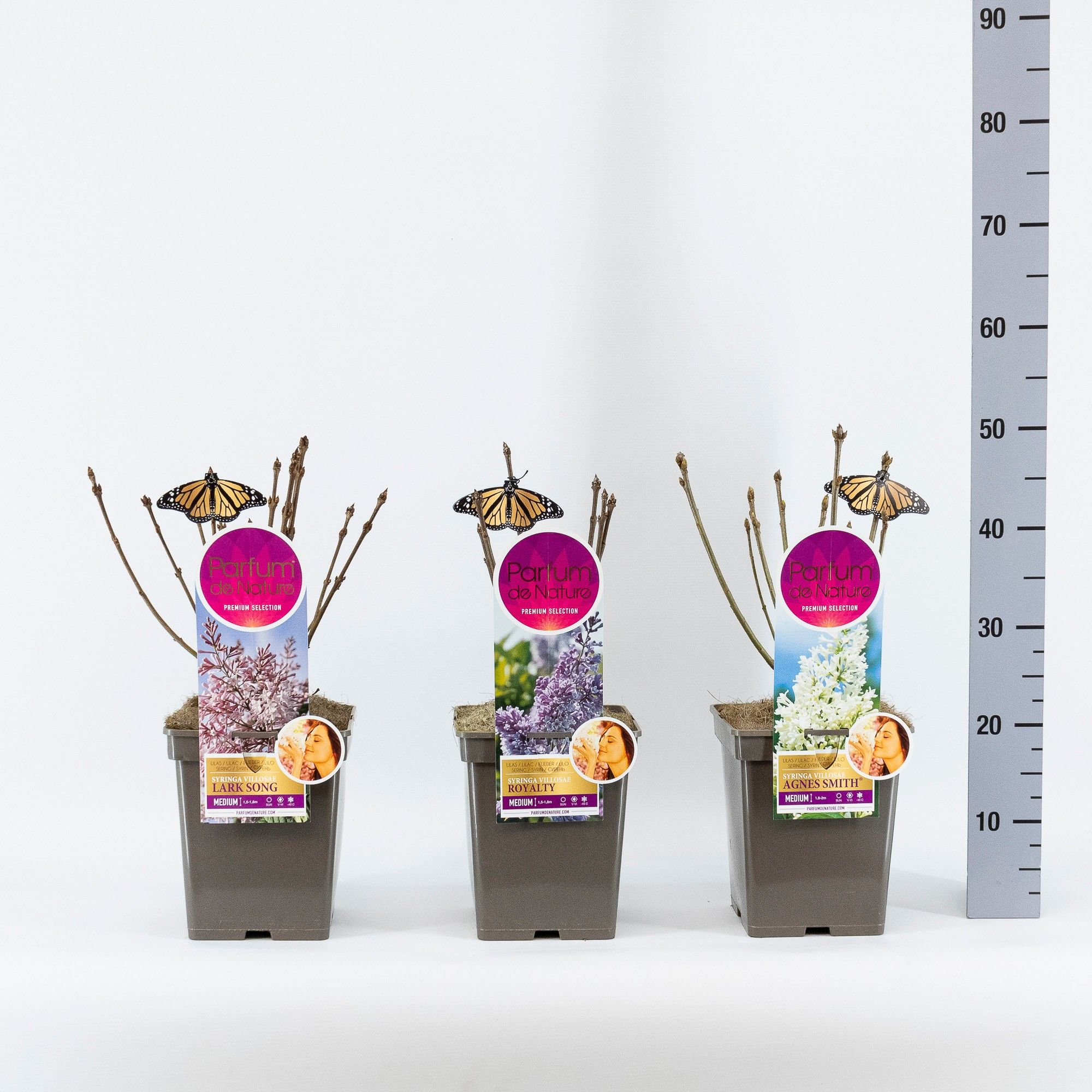 Syringa Medium, 'Premium Selection' mix, C5, D 23 cm Syringa Medium, 'Premium Selection' mix, C5, D 23 cm