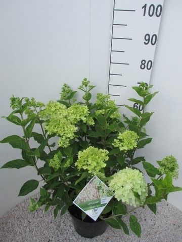 Hydrangea pan. Little Lime stuik 30-40 P26, D 26 cm Hydrangea pan. Little Lime stuik 30-40 P26, D 26 cm