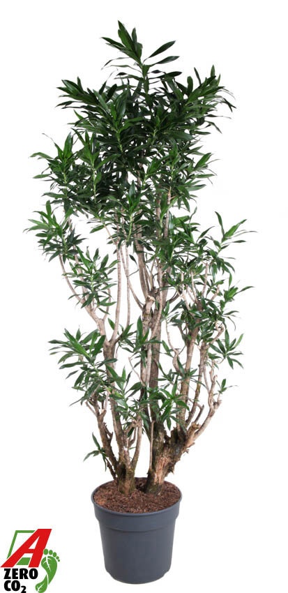 Dracaena Reflexa vertakt P40, D 40