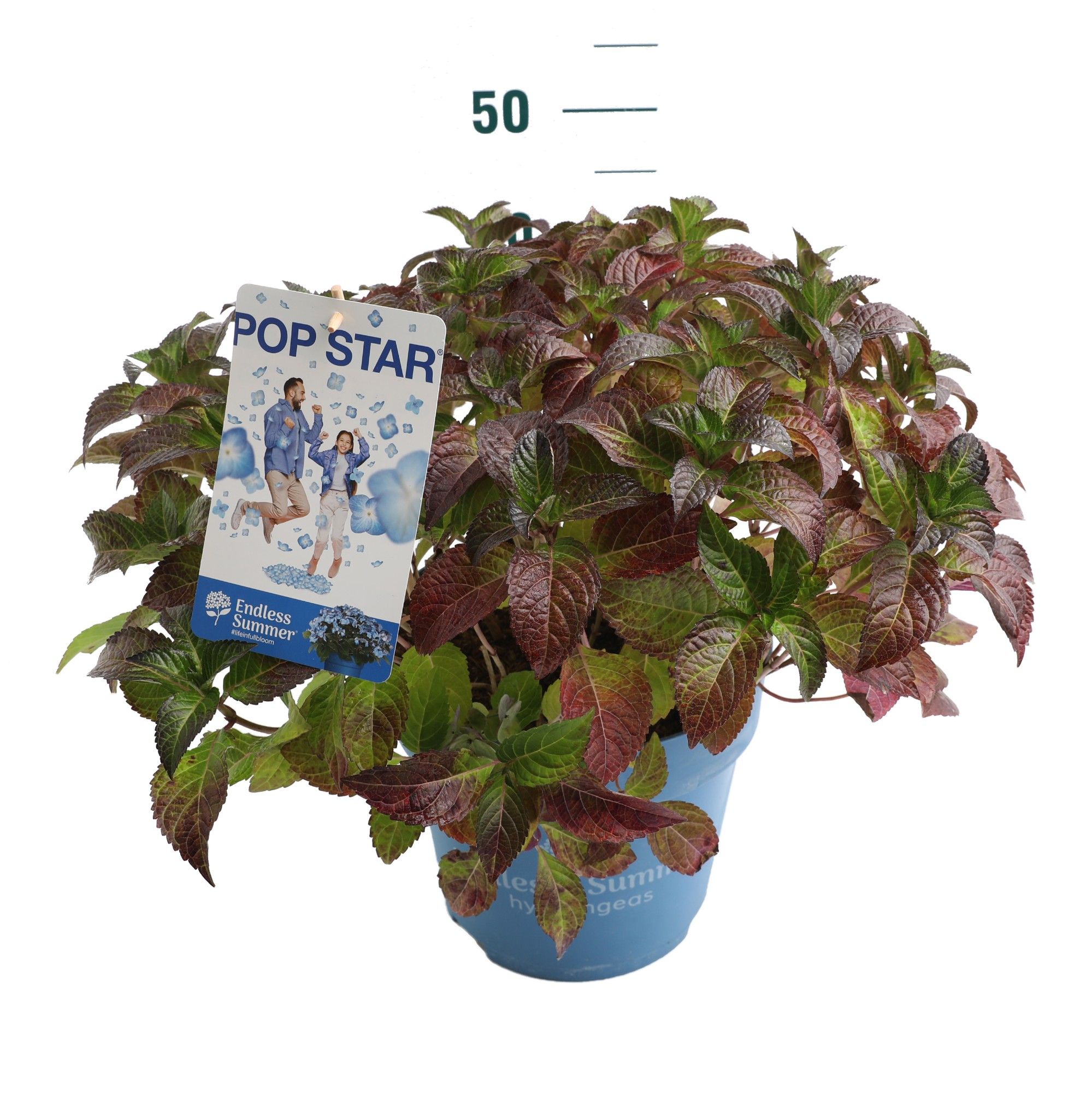 Hydrangea 'Pop Star' Blue - P27 - Endless Summer, D 27 cm