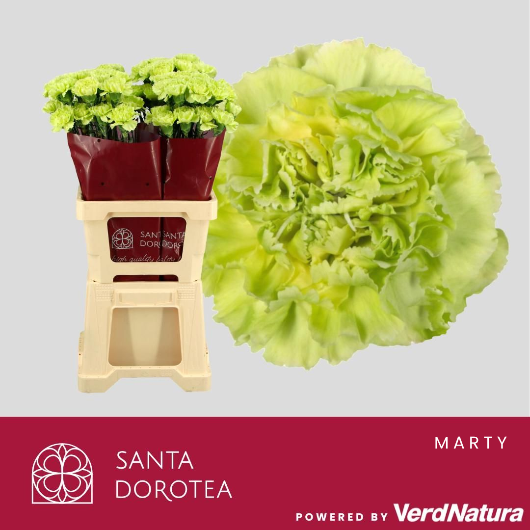 Диантус од. Грин Марти, шт.