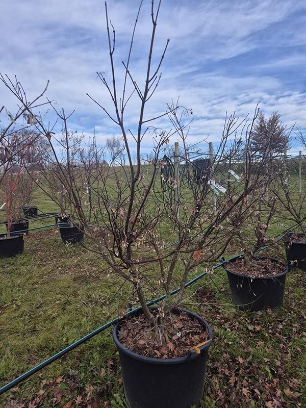 Acer pal. 'Osakazuki', D 65 cm