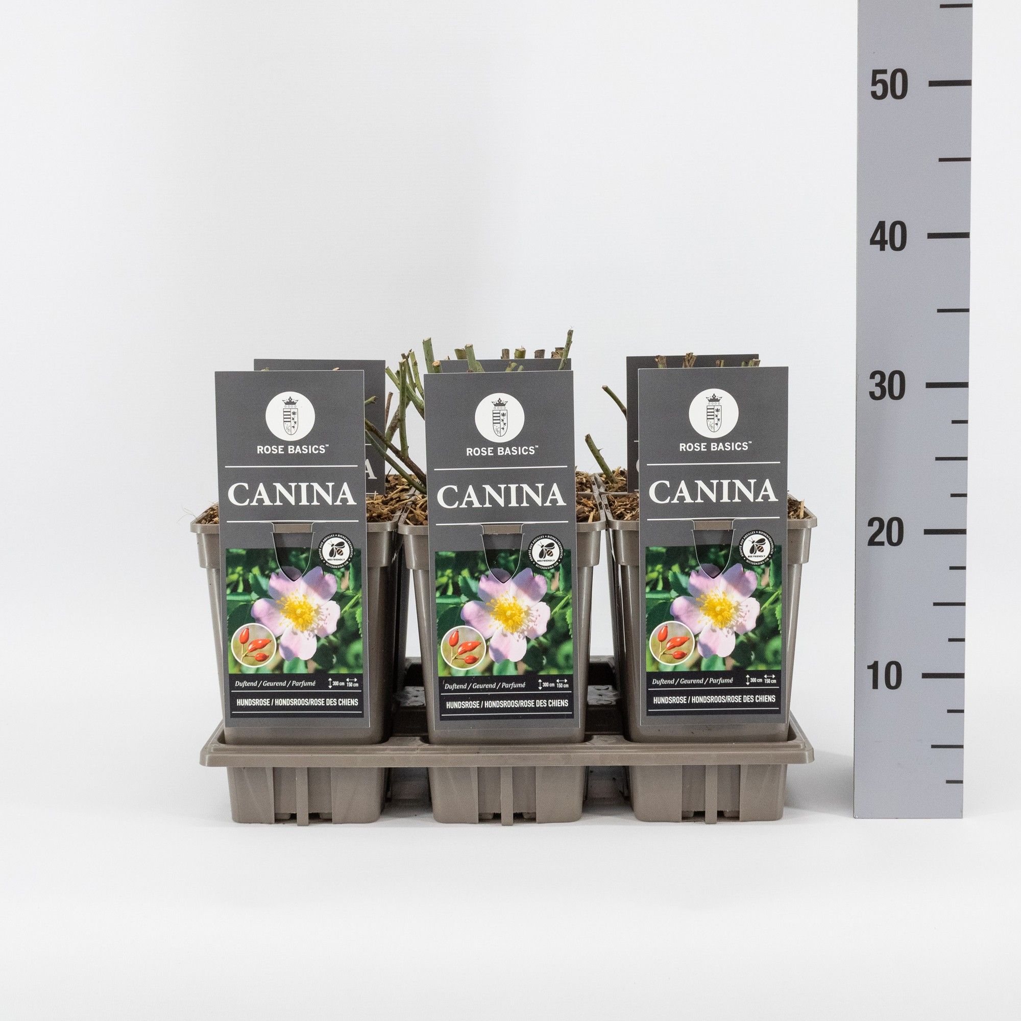 Rosa canina, C3, D 17