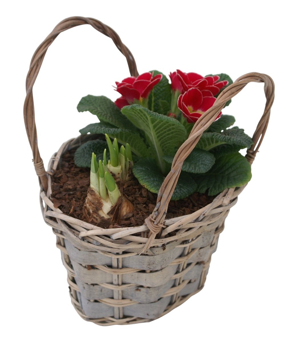 Primula tasje tet 424, D 20