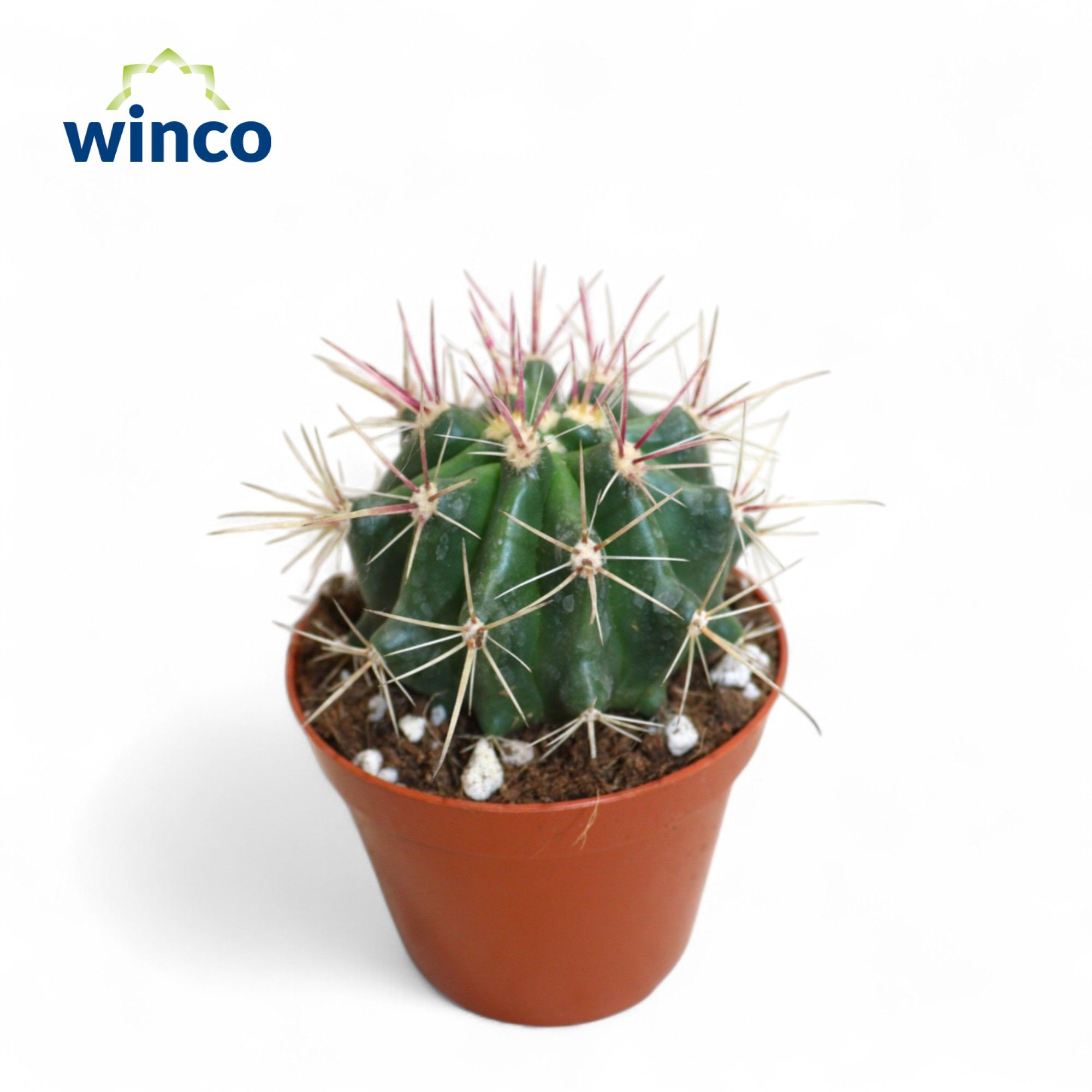 Ferocactus Stainessi, D 8,5 cm Ferocactus Stainessi, D 8,5 cm