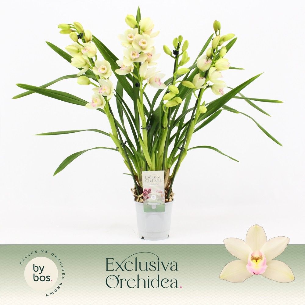 Cymbidium, Heino 4-spike 'Exclusiva Orchidea', D 12