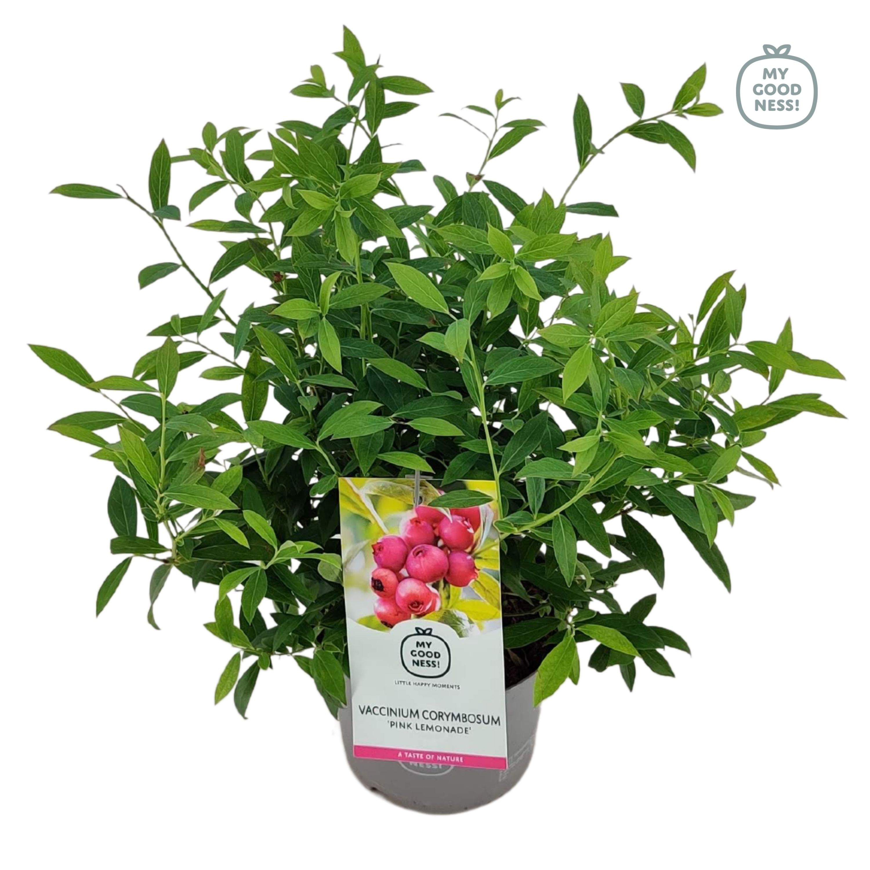 Vaccinium 20cm /2 liter 'Pink Lemonade', D 17