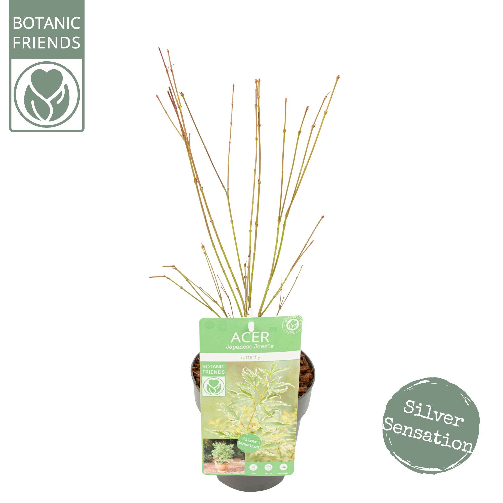 Acer palm. 'Butterfly', D 15