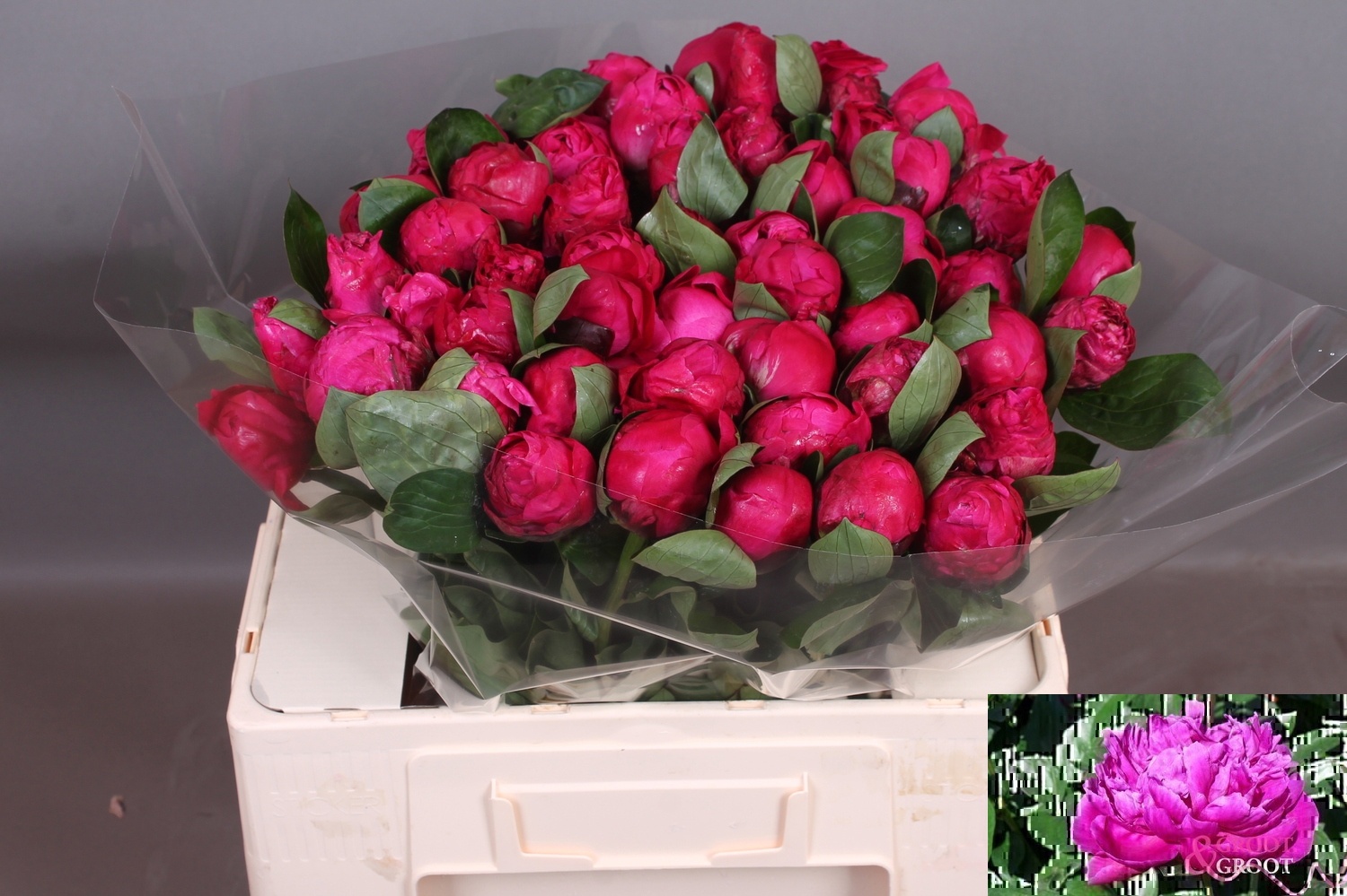 Пион Рэд Сара Бернар 55 (ярко-роз.), шт.