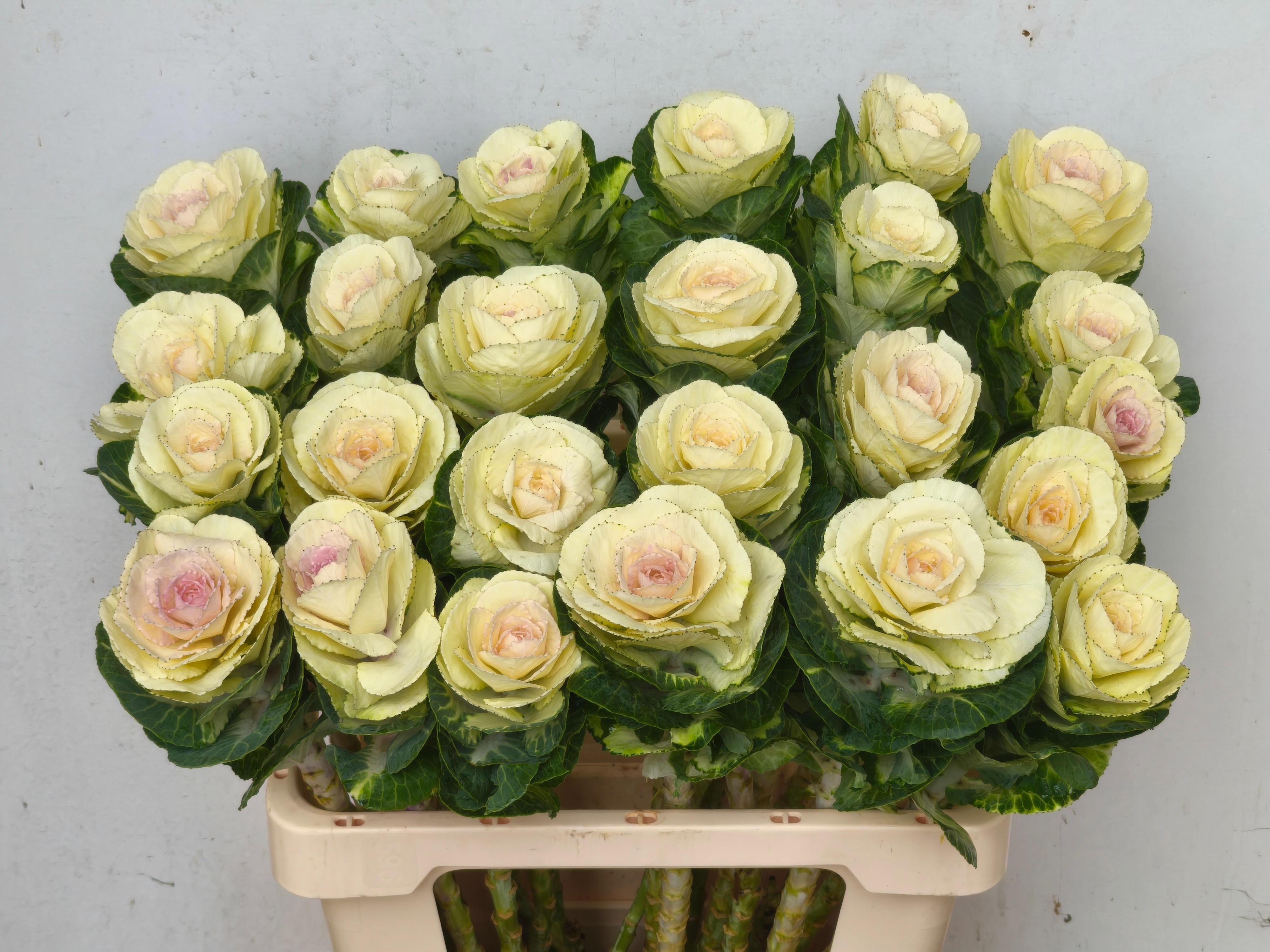 Брассика Вайт Крэйн 60, шт. Брассика Вайт Крэйн 60, шт.