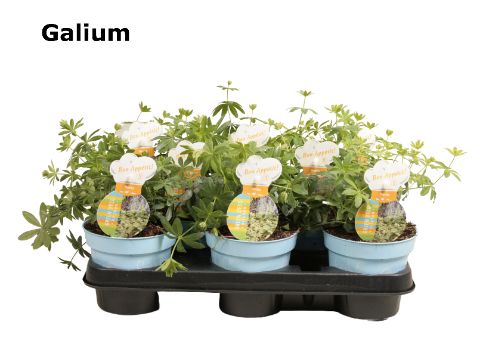 Galium lievevrouwebedstro, D 12