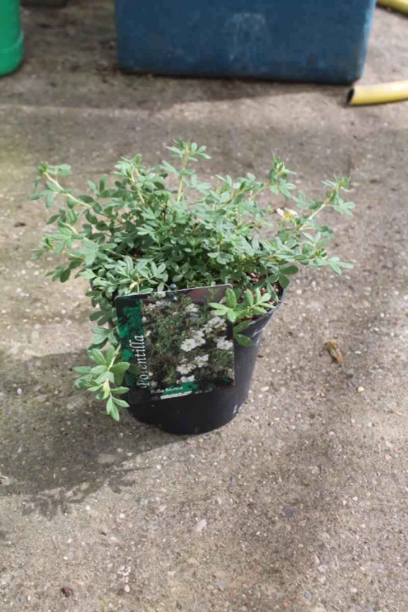 Potentilla f. Bella Bianca, D 19 cm