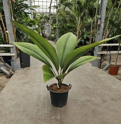 Johannesteijsmannia jasmaniana, D 40