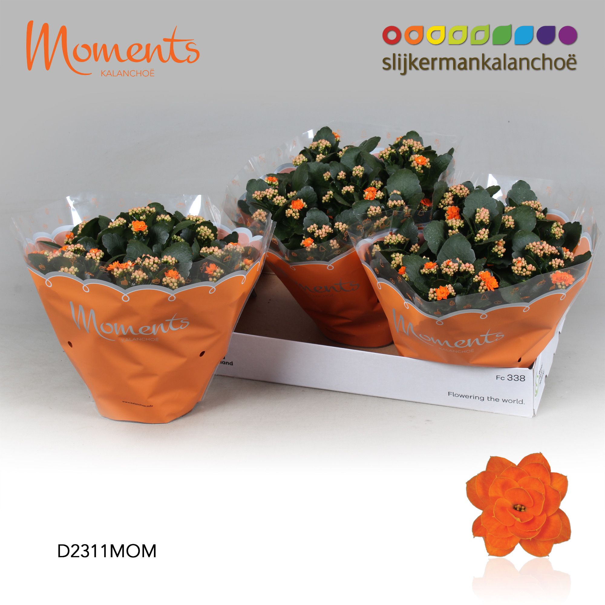 Kalanchoe Moments - Orange, D 23