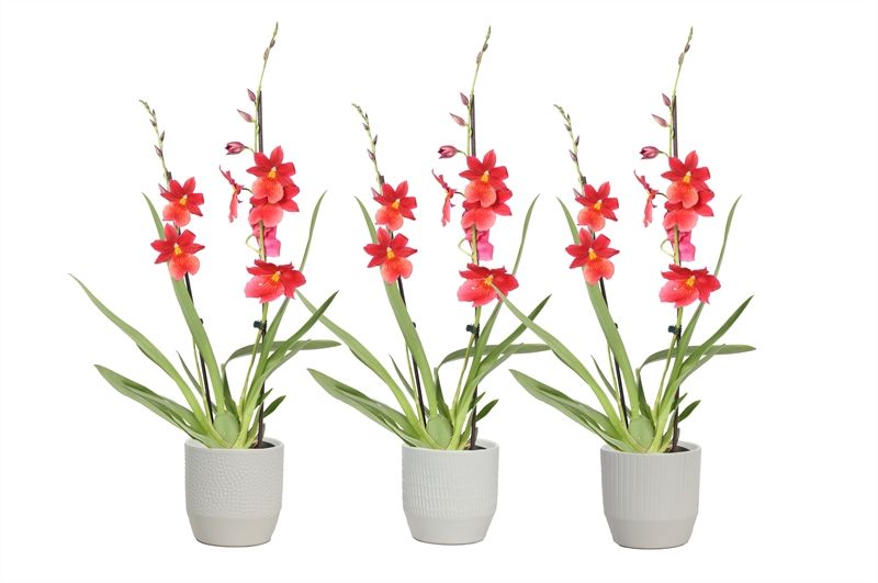 Tirza p12 vanille mix Cambria Nelly Isler 2T16+, D 12