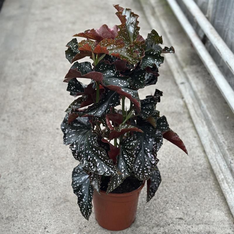 BEGONIA MACULATA H629 CracklinRosie Grand., D 19 cm