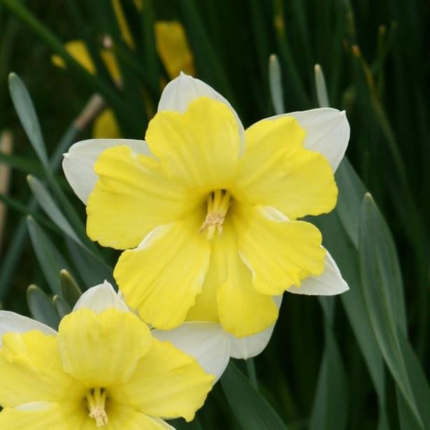 NARCISSUS INCOMPARABILIS 'CASSATA', D 23