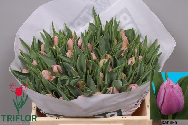 Тюльпан дв. Катинка (лаванд.), шт.