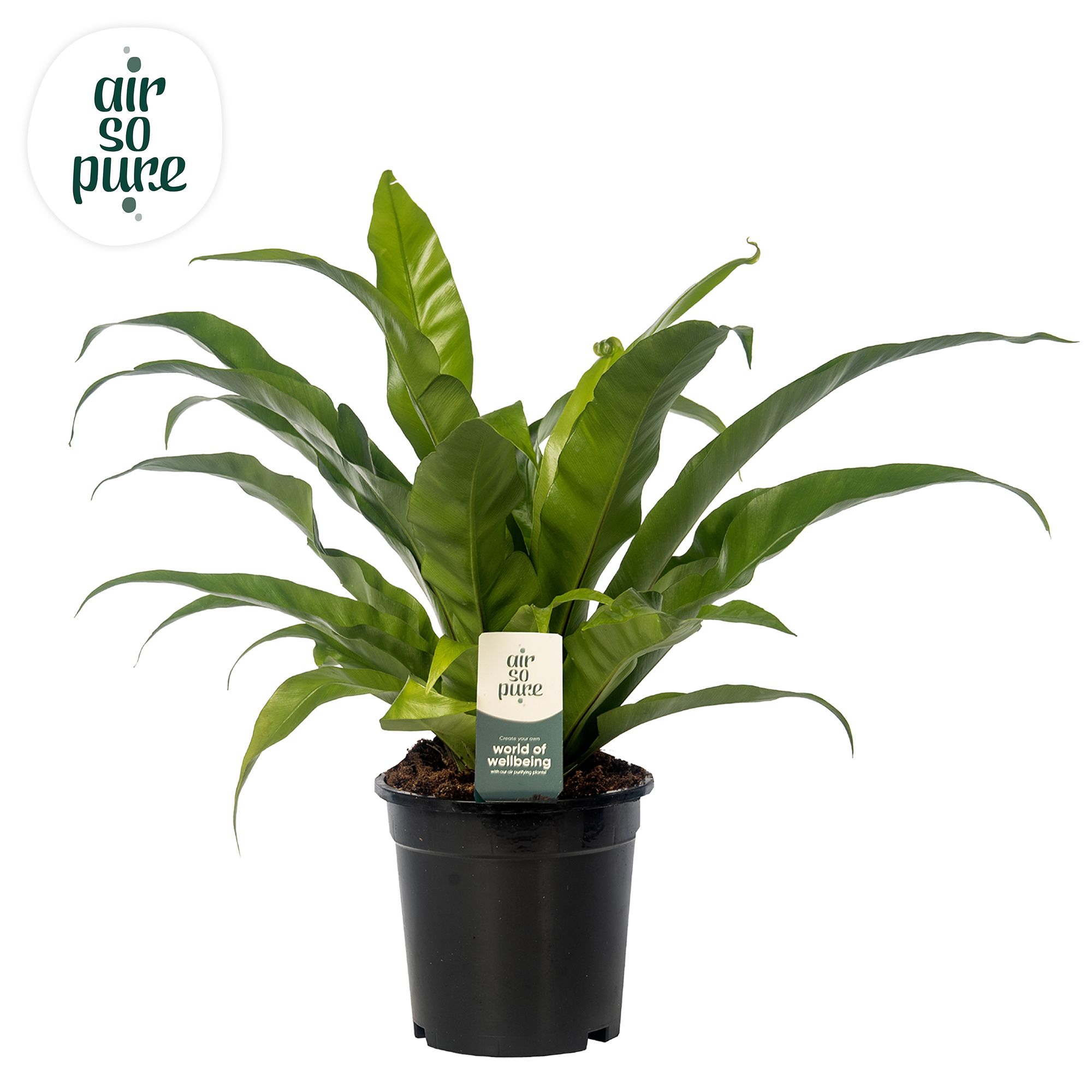 Asplenium antiquum - Air So Pure, D 17