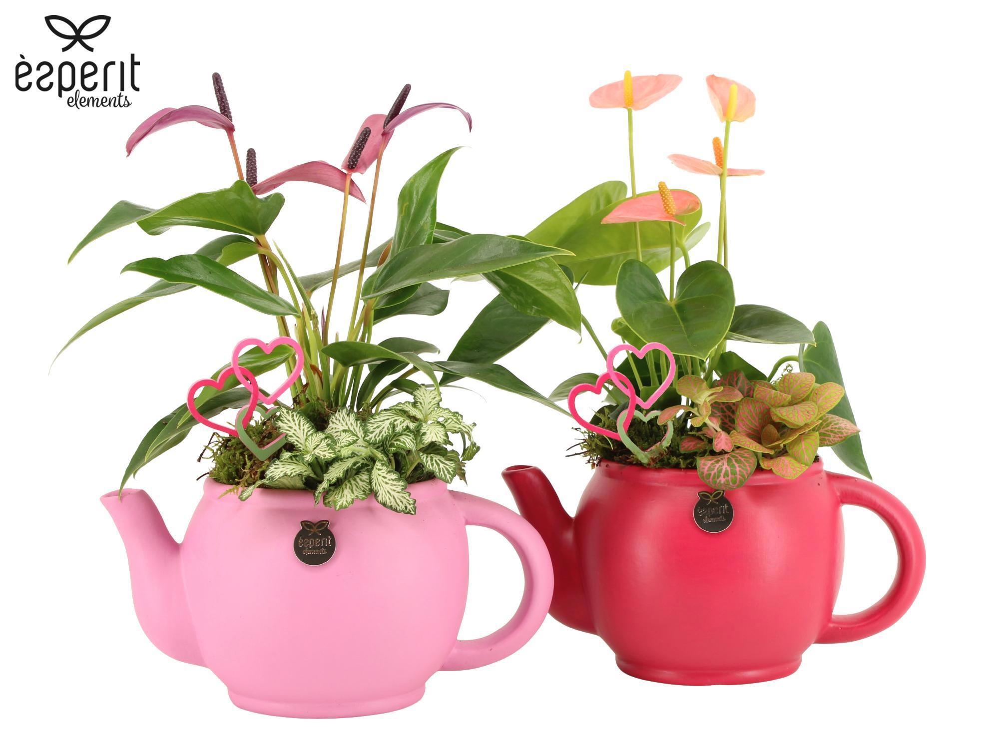 22127: Lovess arrangement, D 14