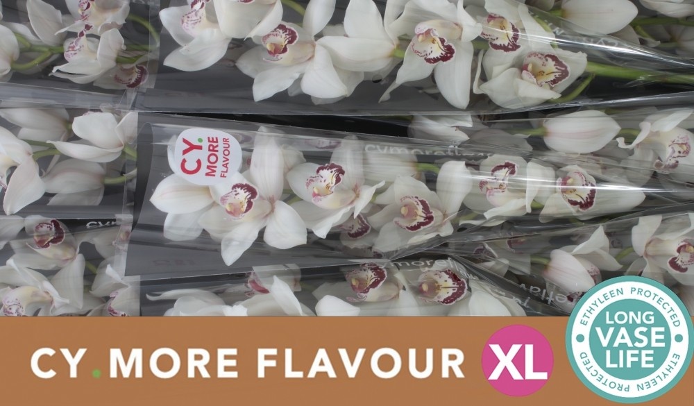 Цимбидиум Миссис Эсми x9 60, шт.