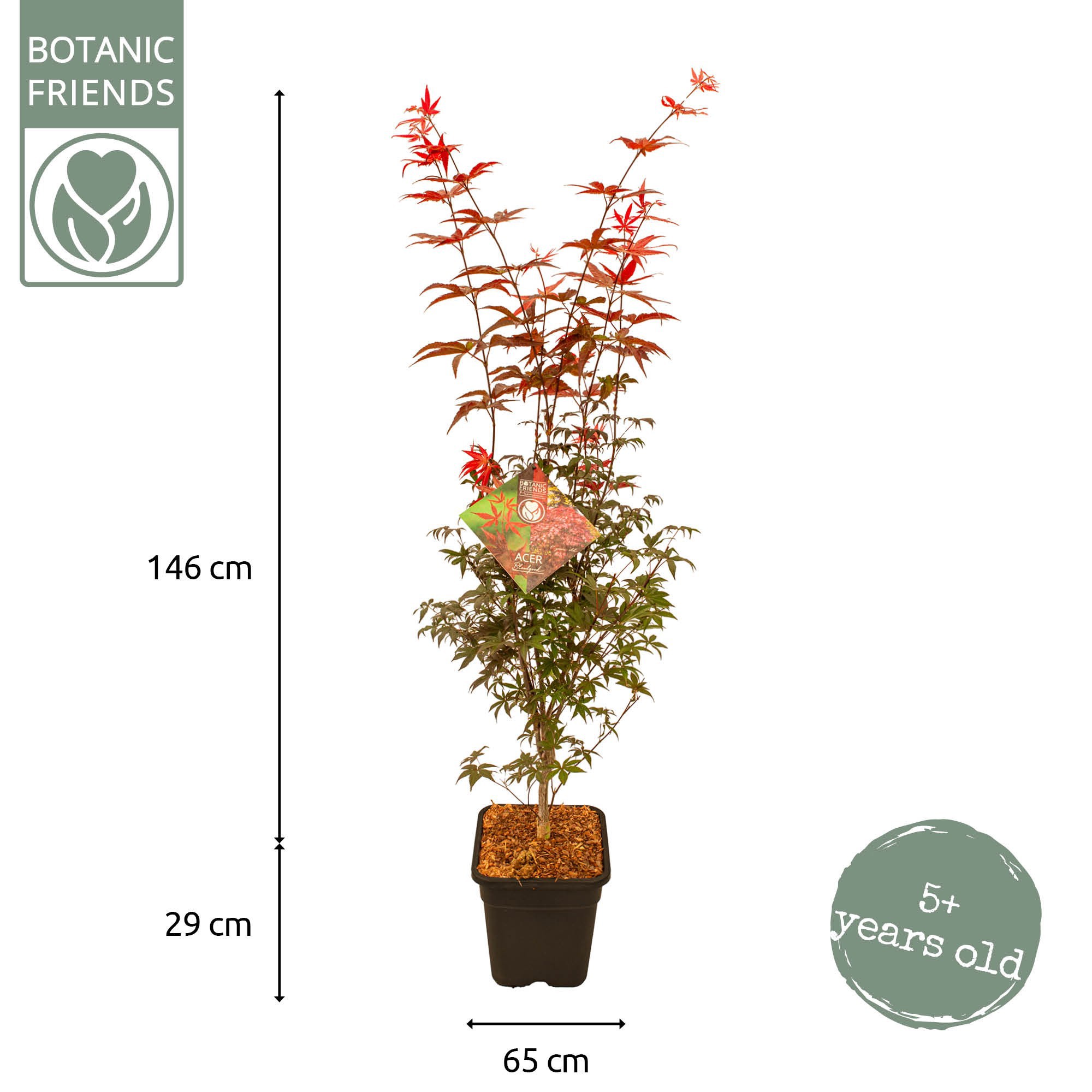 Acer palm. 'Bloodgood' VK14 PREMIUM, D 28