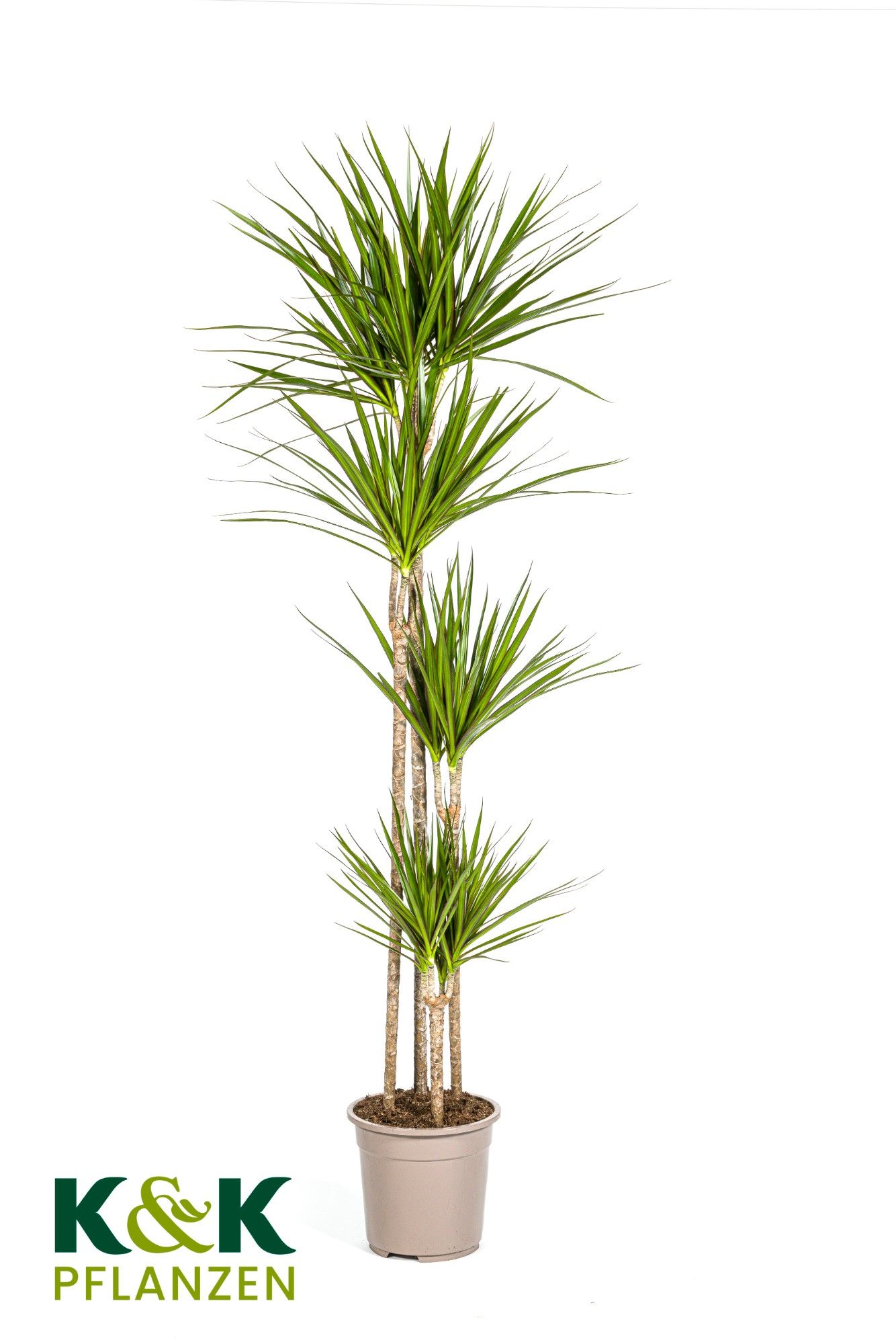 Dracaena Marginata Green T27, D 27