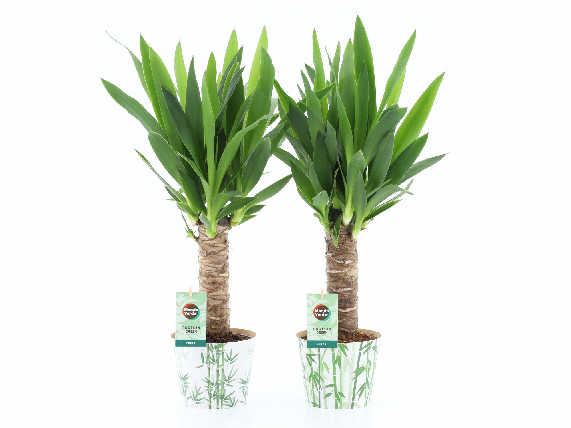 Yucca 25cm Hout 3+ kop in Potcover Bamboo, D 12