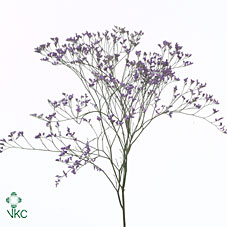 Лимониум Сафора Дарк Блю 80, шт.